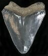 Bargain Megalodon Tooth - Florida #5463-1